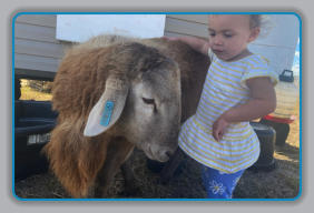 EBH Plantation - baby with sheep